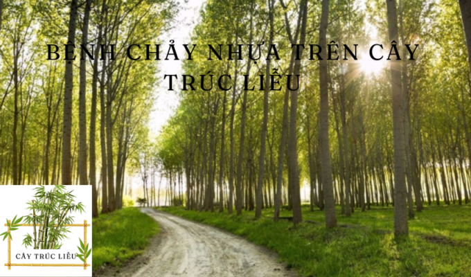 Bệnh chảy nhựa trên cây trúc liễu