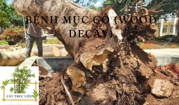 Bệnh mục gỗ (Wood decay)