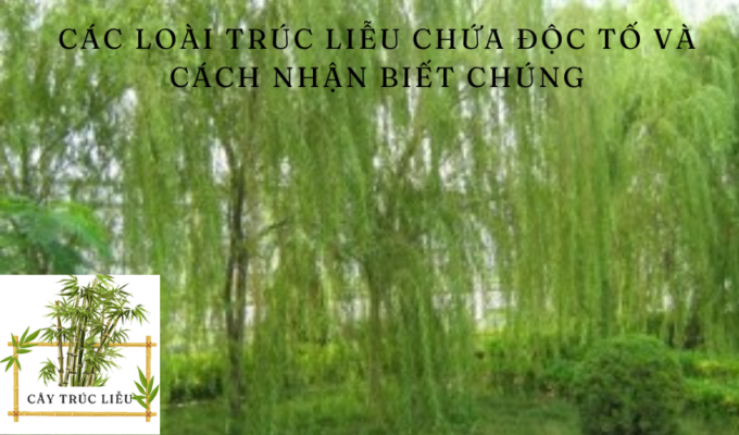 Các loài trúc liễu chứa độc tố và cách nhận biết chúng