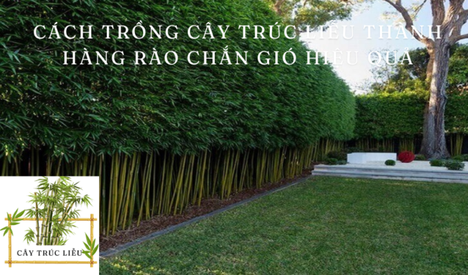 Cách trồng cây trúc liễu thành hàng rào chắn gió hiệu quả