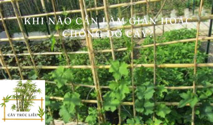 Khi nào cần làm giàn hoặc chống đỡ cây?