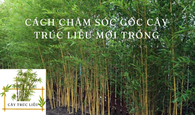 Cách chăm sóc gốc cây Trúc Liễu mới trồng