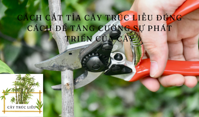 Cách cắt tỉa cây Trúc Liễu đúng cách để tăng cường sự phát triển của cây