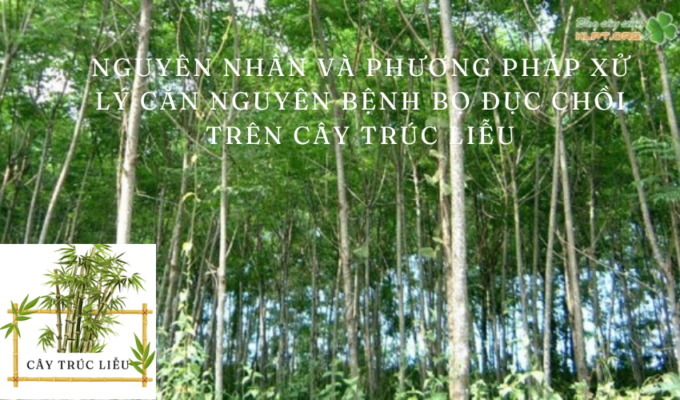 Nguyên nhân và phương pháp xử lý căn nguyên bệnh bọ đục chồi trên cây Trúc Liễu